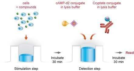 cAMP Accumulation Assay